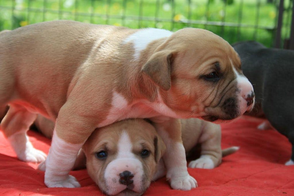Pit bull terriers породы собак сша