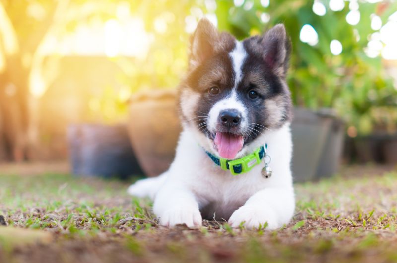 щенок породы Тайский бангку