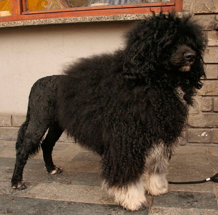 Португальская водяная собака - фото, цена, характеристика, вес, рост