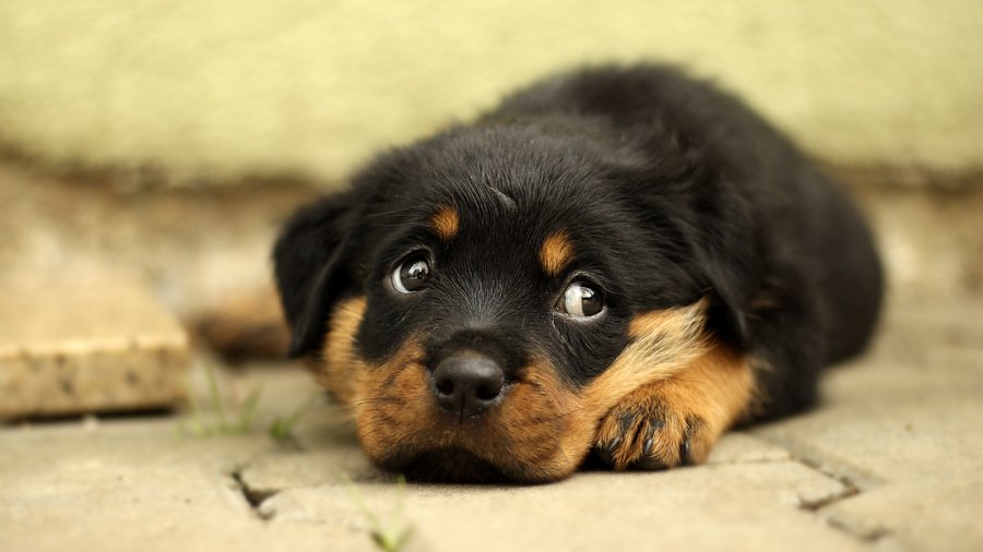 Ротвейлер - характеристика породы, описание, фото, цена щенка