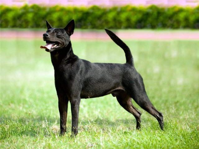 собака породы Тайваньская собака