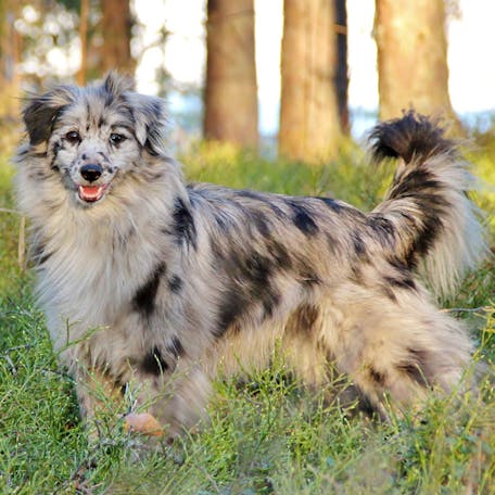 Описание внешности породы и стандарты