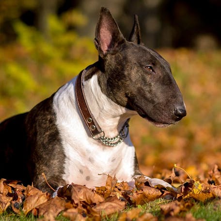 Бультерьер: фото, описание и характеристики породы собаки