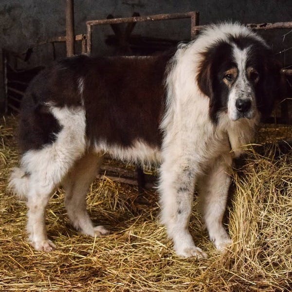 Буковинская овчарка - юго-восточная европейская овчарка