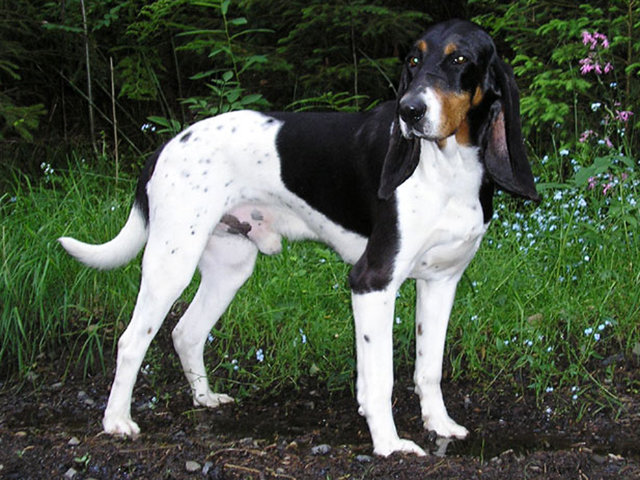 фото породы Малая швейцарская гончая
