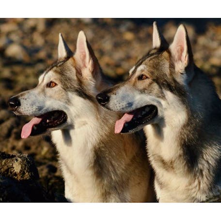 северная инуитская собака щенки фото