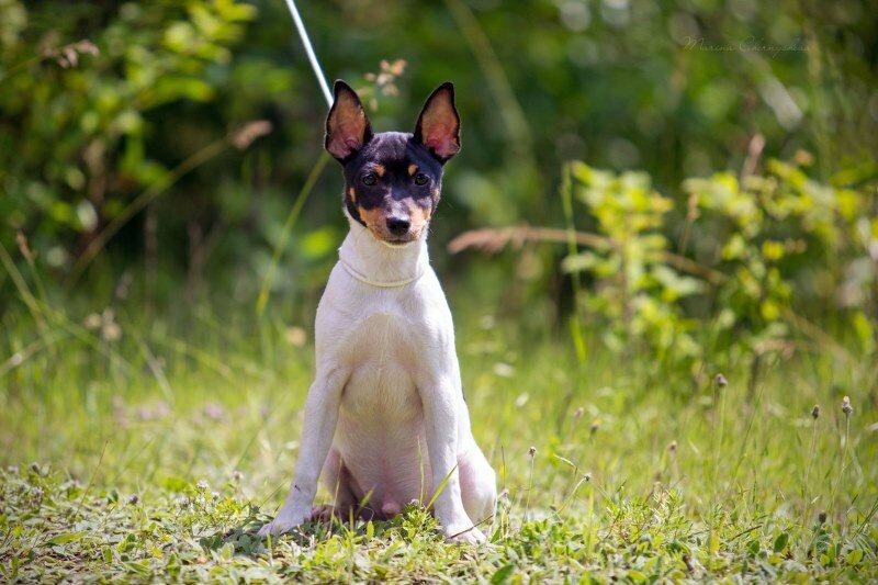 собака породы Той-фокстерьер