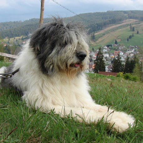 собака Румынская миоритская овчарка