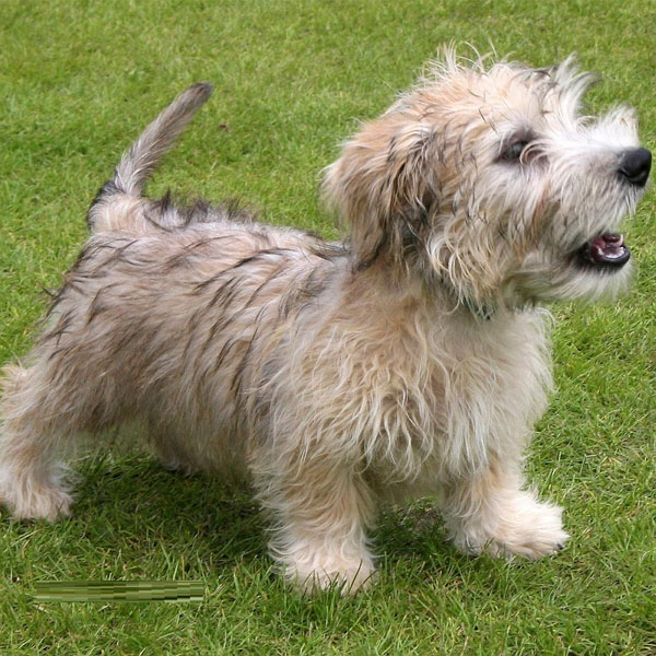 Глен оф Имаал терьер