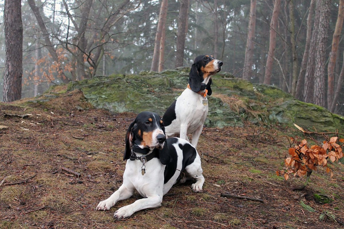 Малая швейцарская гончая