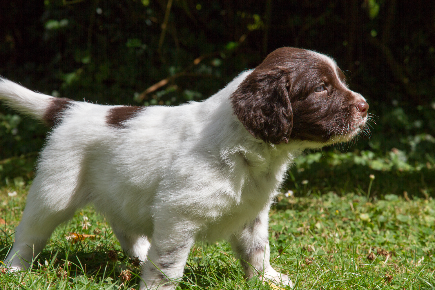 щенок породы Лангхаар