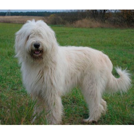 Порода южнорусская овчарка фото Порода южнорусская овчарка фото