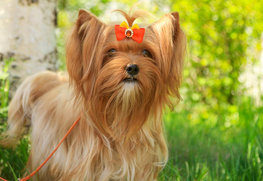 Русская салонная собака