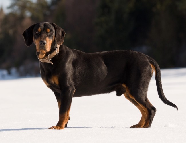 размер породы Словацкий копов