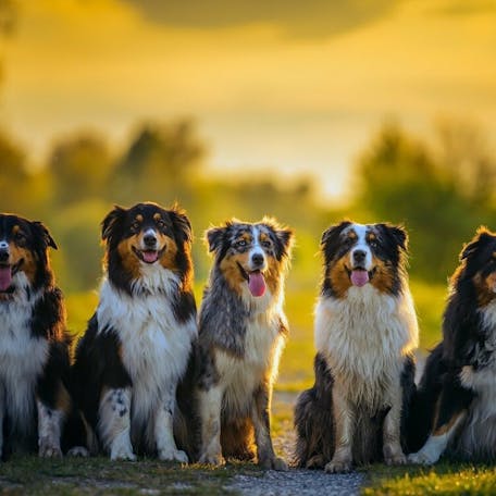 АВСТРАЛИЙСКАЯ ОВЧАРКА - Chaspades High Latitude Aurora ID: 25269