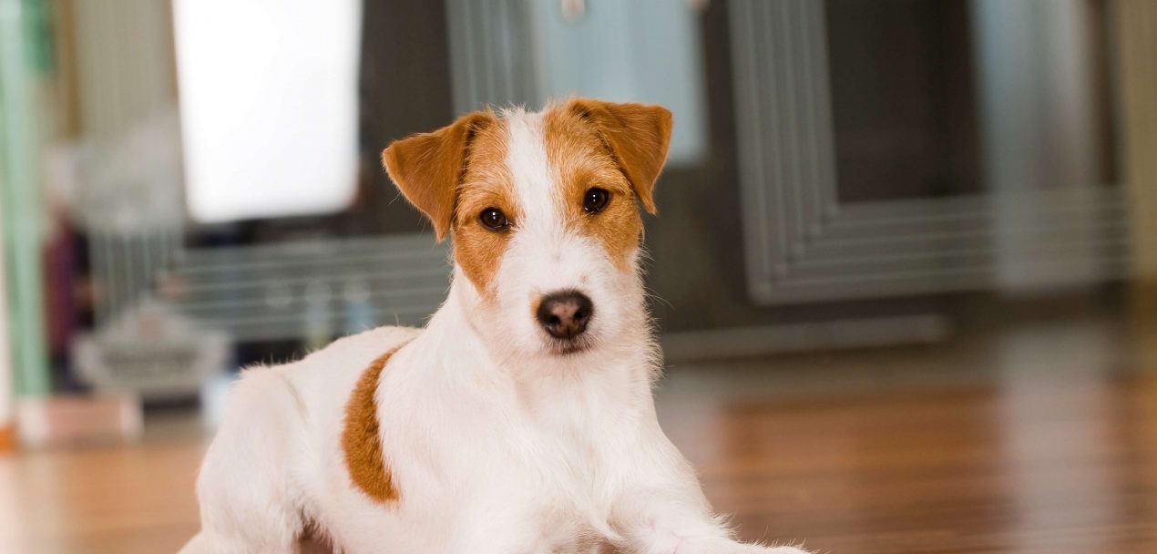 фото породы Парсон-рассел-терьер