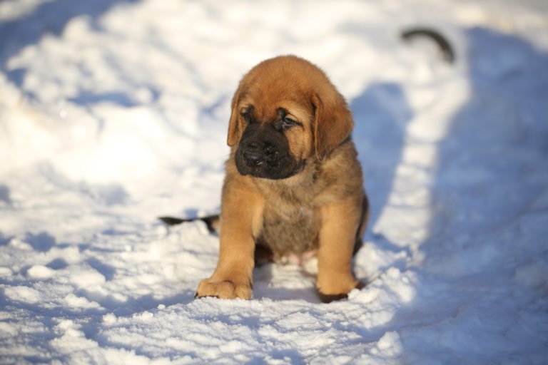 щенок породы Испанский мастиф