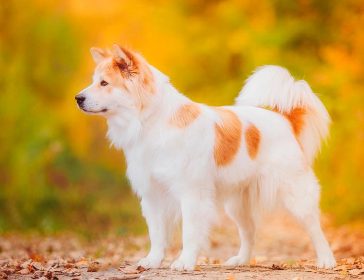 собака Тайский бангку