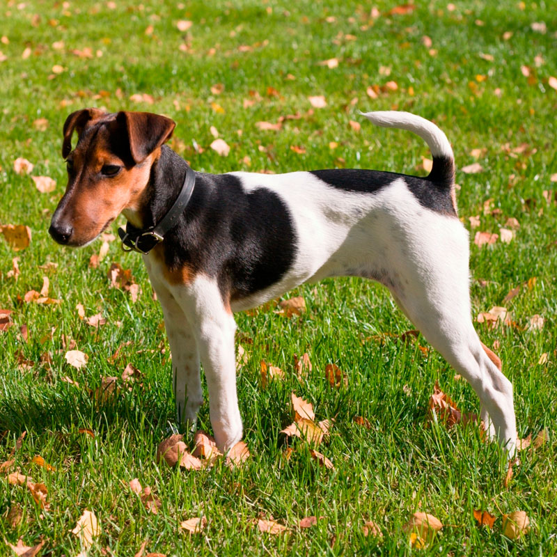 Гладкошерстный фокстерьер