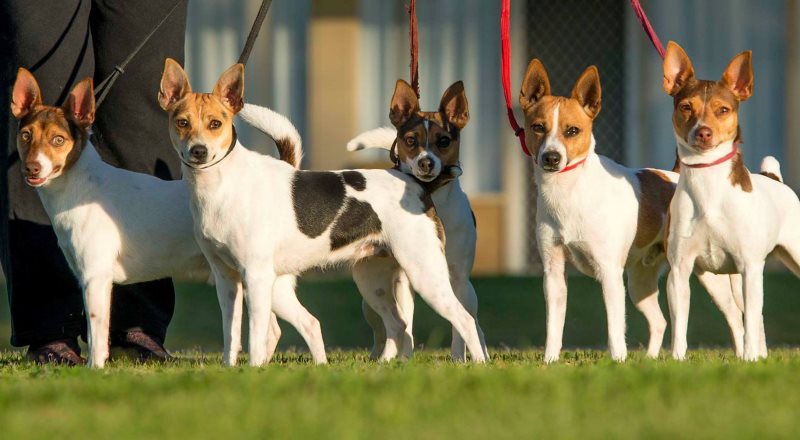 окрас породы Тентерфилд-терьер