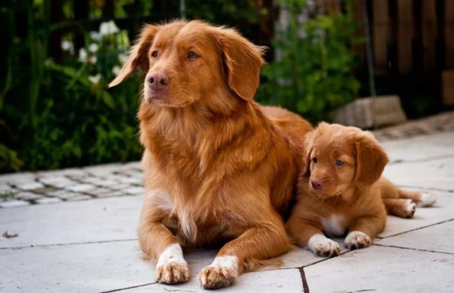Новошотландский ретривер собака - фото, цена, описание, видео