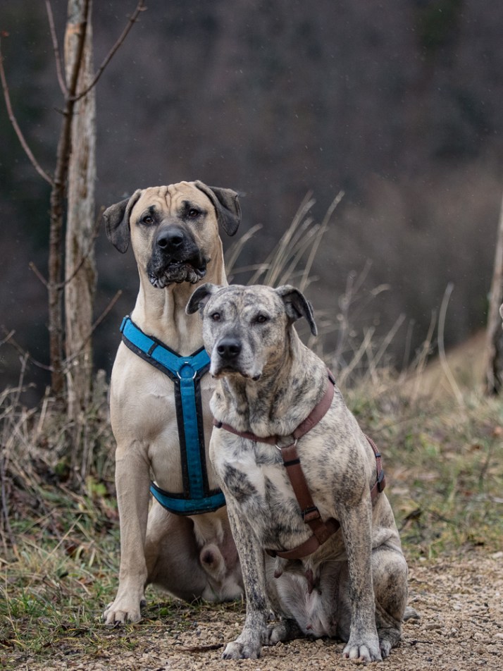 размер породы Уругвайский симаррон
