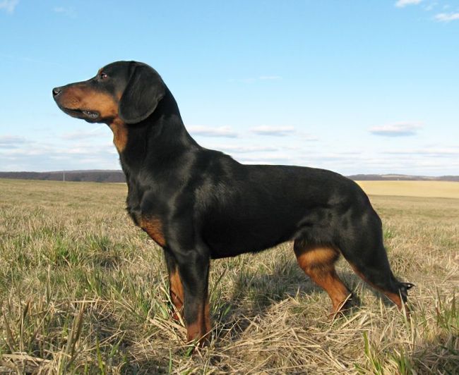 окрас породы Словацкий копов