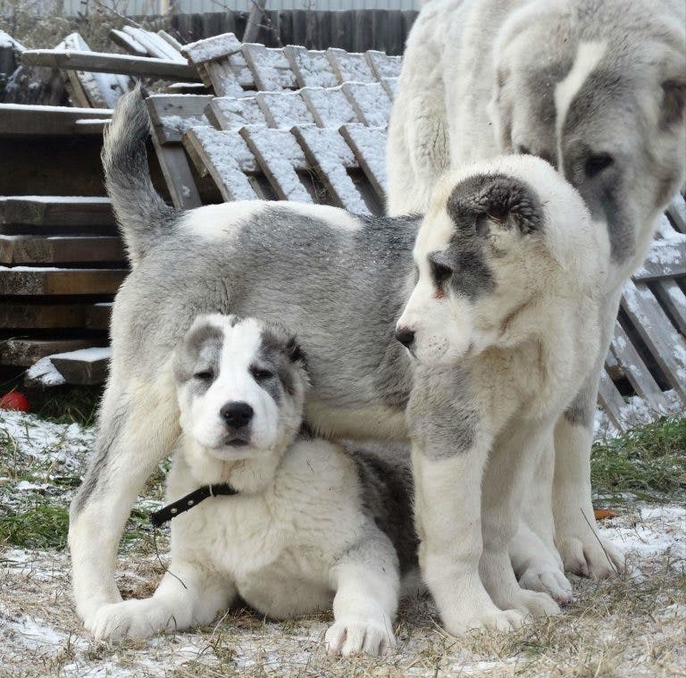 Истоки питомника-таджикские аборигенные собаки