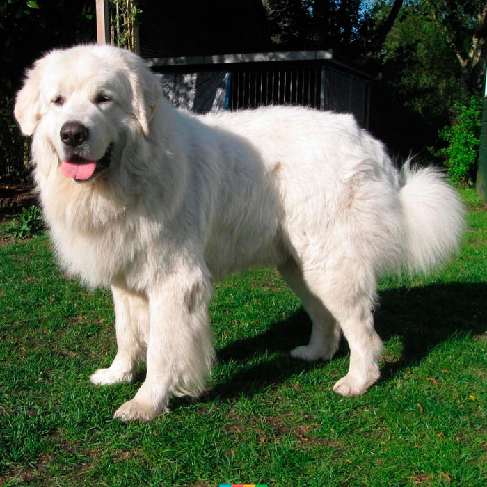 Польская подгалянская овчарка