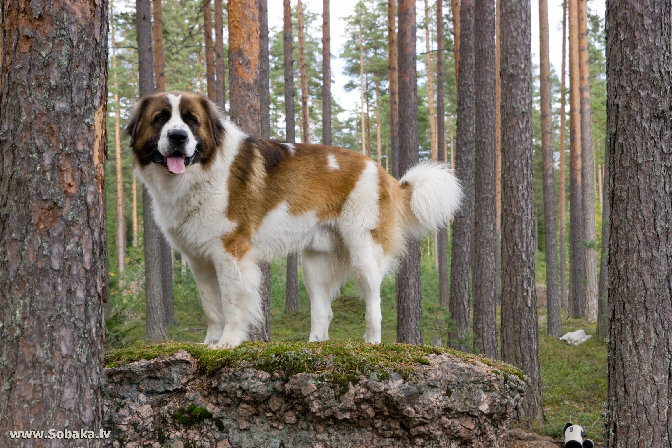 Сторожевая собака породы