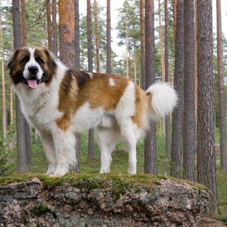 размер породы Московская сторожевая собака