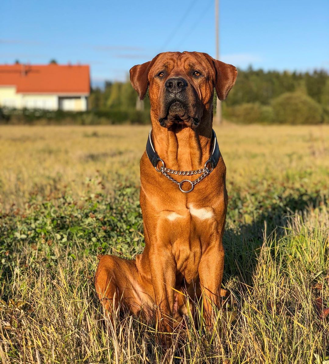 окрас породы Тоса-ину