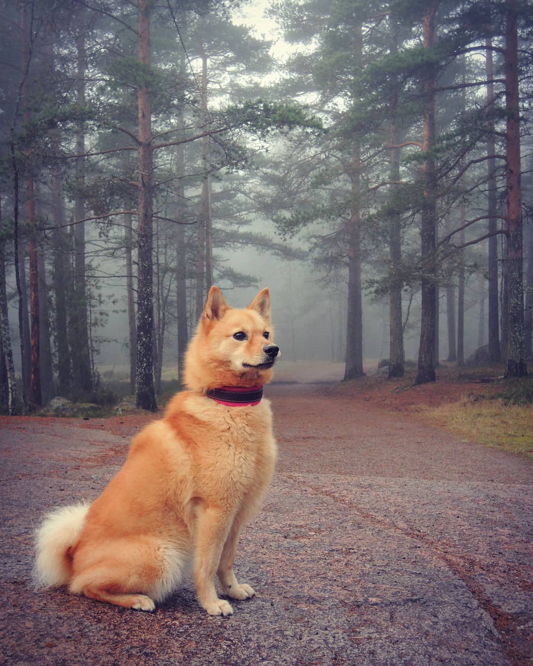 Финский шпиц