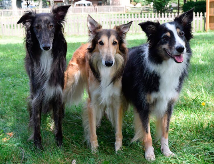 окрас породы Шелковистый виндхаунд