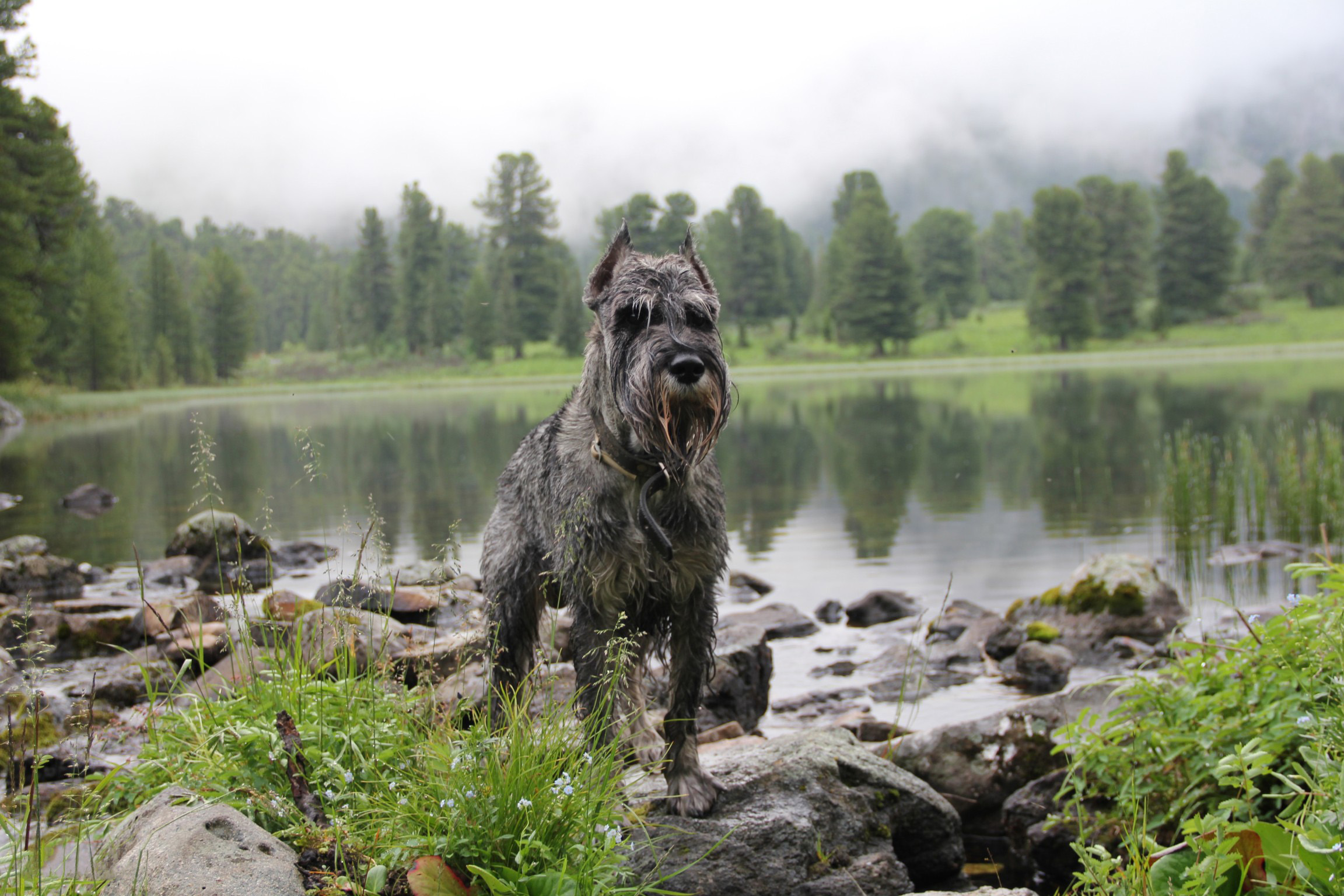 собака породы Миттельшнауцер