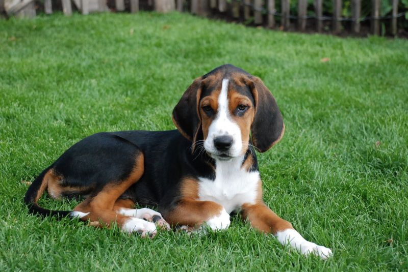 окрас породы Финская гончая