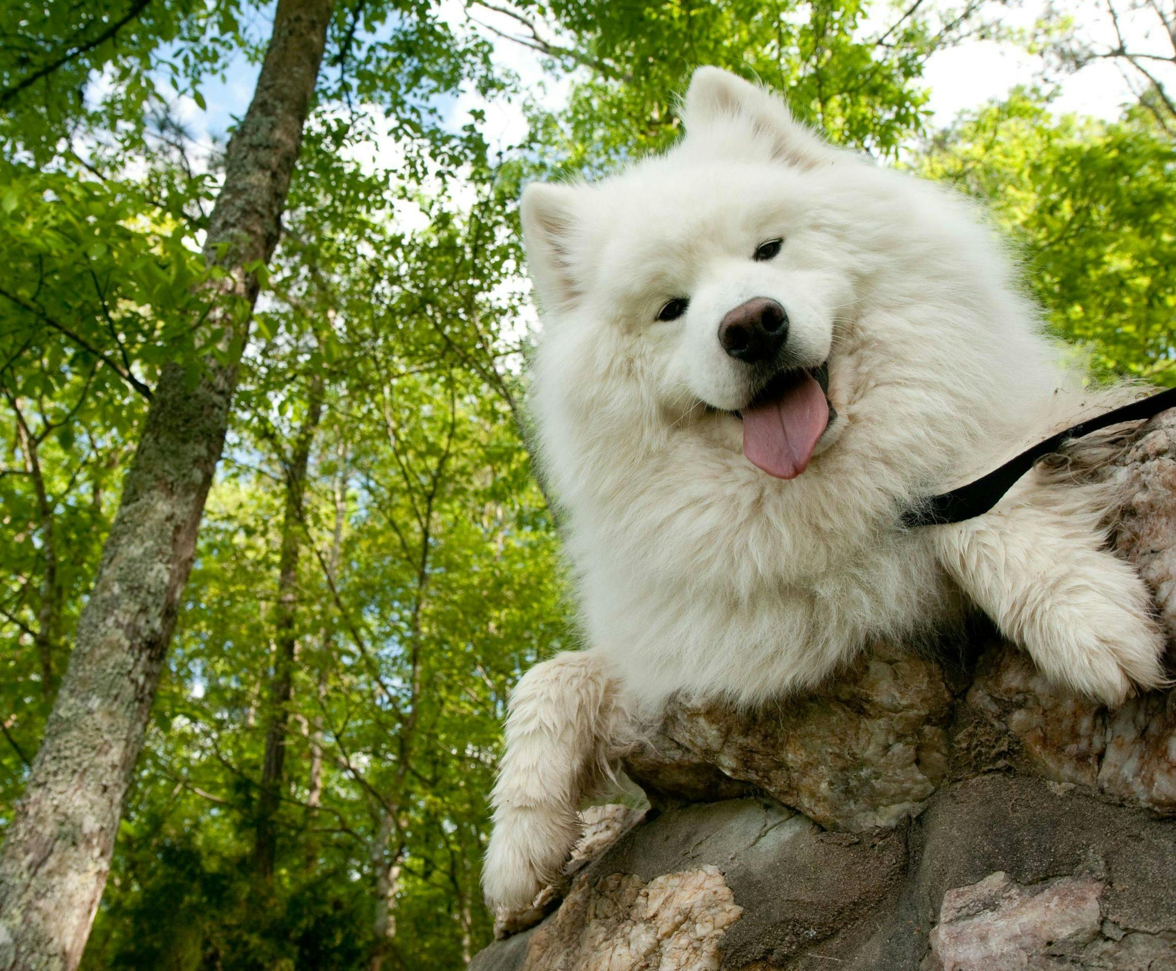 Порода большой белой собаки похожей на шпица