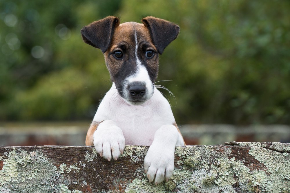 щенок собаки Фокстерьер