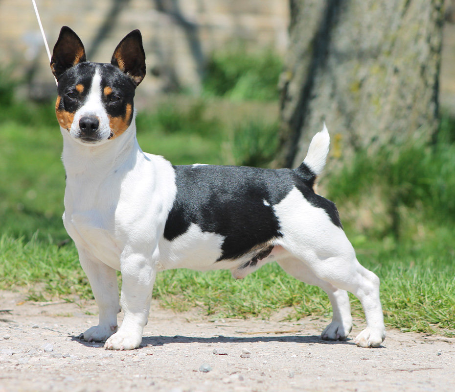 размер породы Тедди-рузвельт-терьер