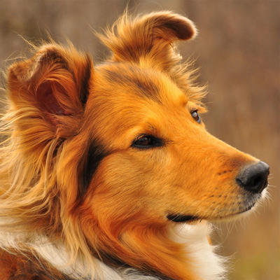 Шотландская овчарка (колли)