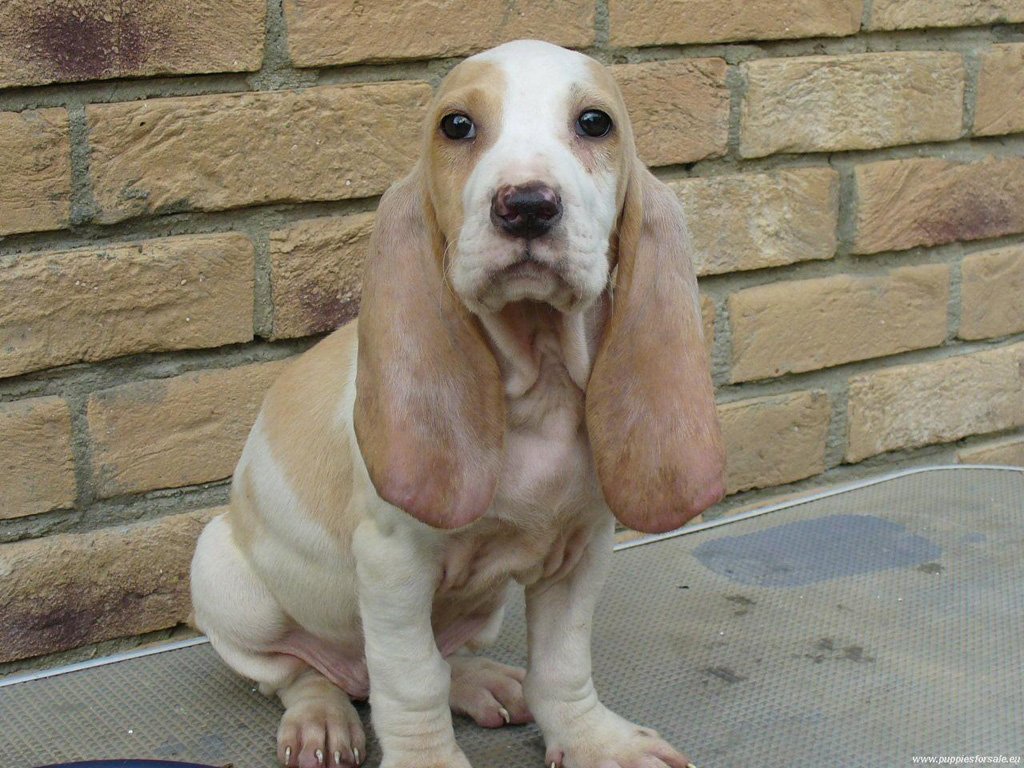 щенок породы Испанская гончая