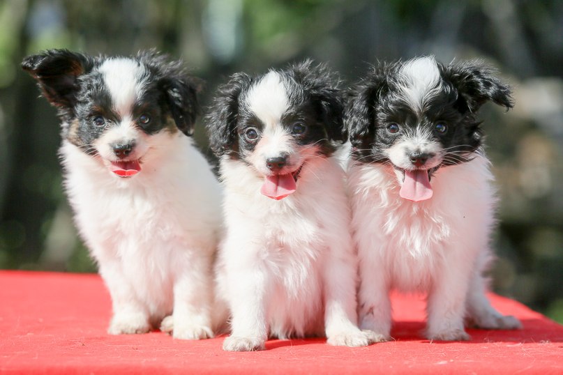 собаки породы фален 