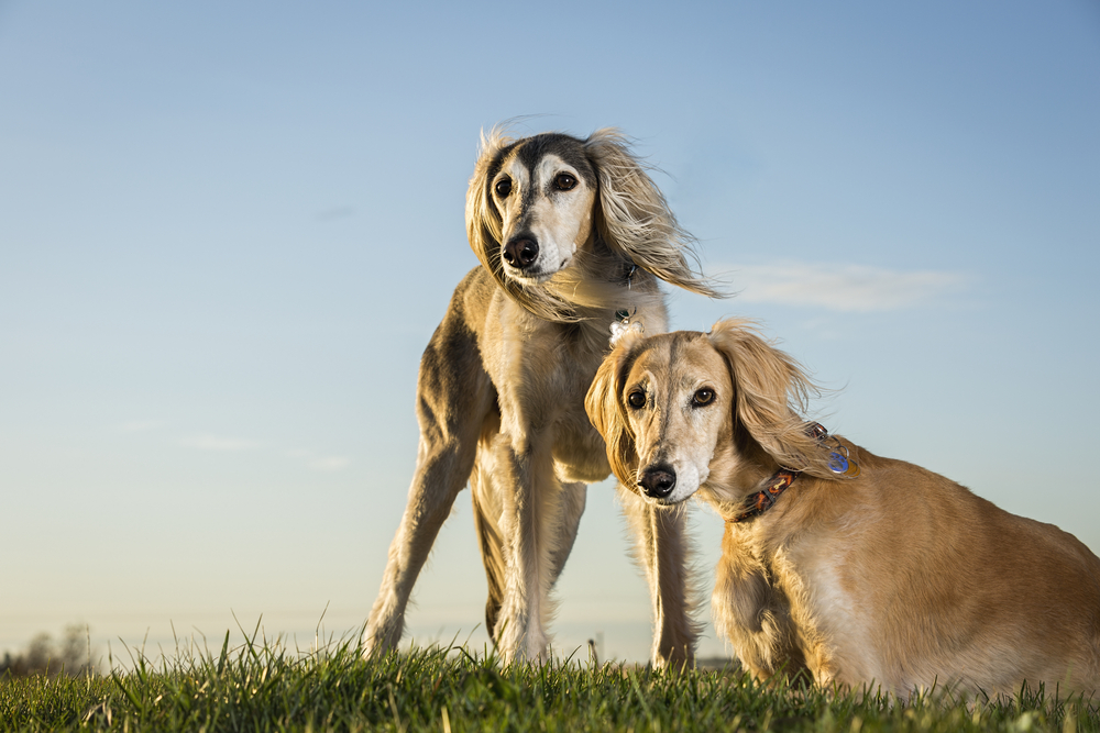 Порода собак салюки фото — борзая персидская