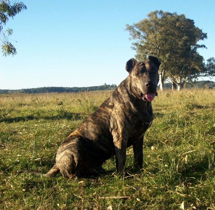 Уругвайский симаррон