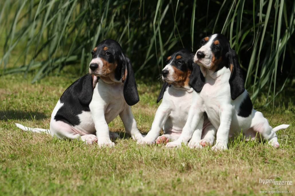 щенки породы Малая швейцарская гончая