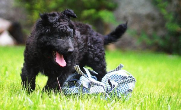 собака Хорватская овчарка