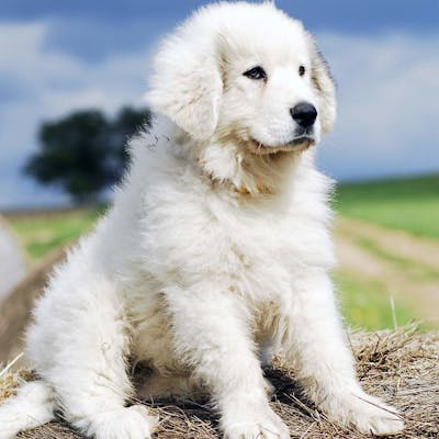 щенок породы Пиренейская горная собака