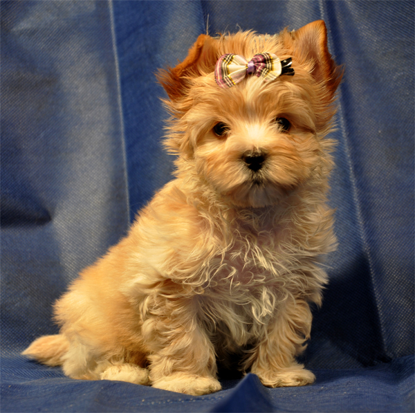 щенок породы Русская салонная собака