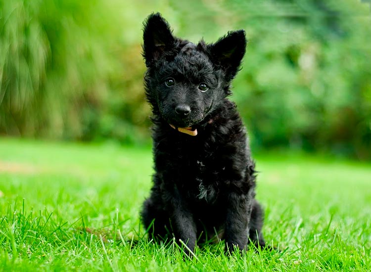 щенок породы Муди