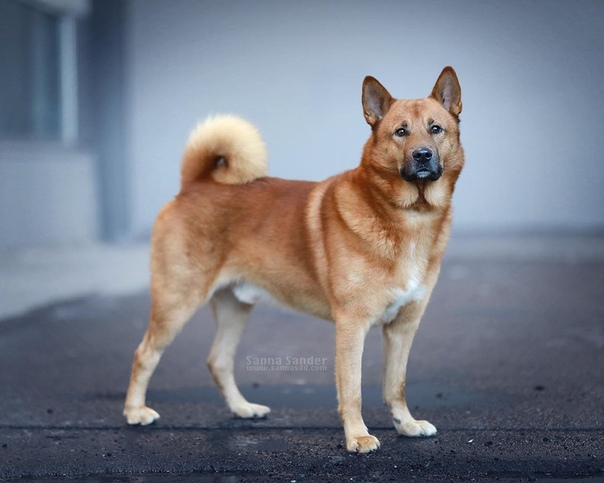 Хеллефорсхунд